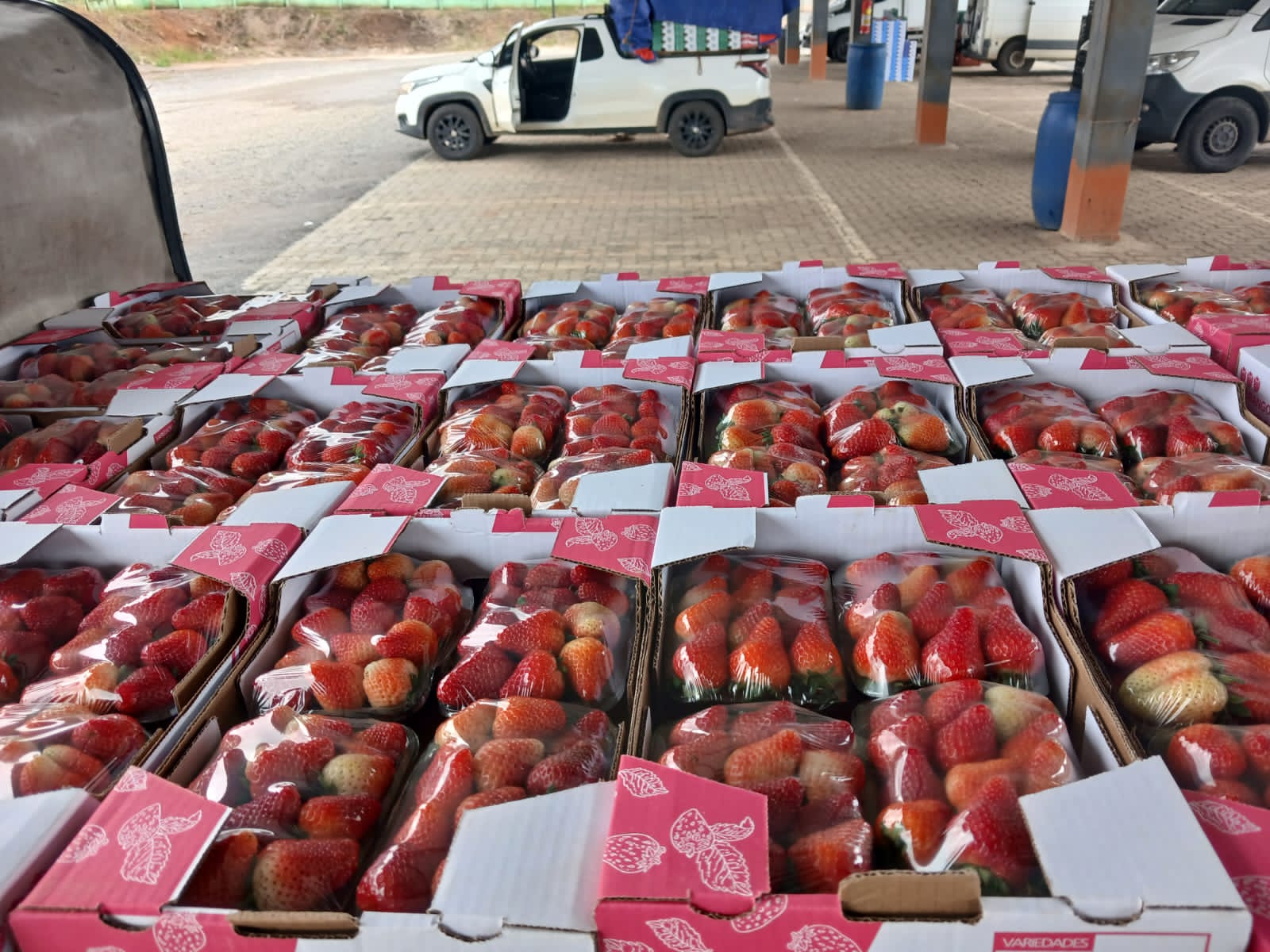 Caixas de morango Hortifruti JR prontas para carregar