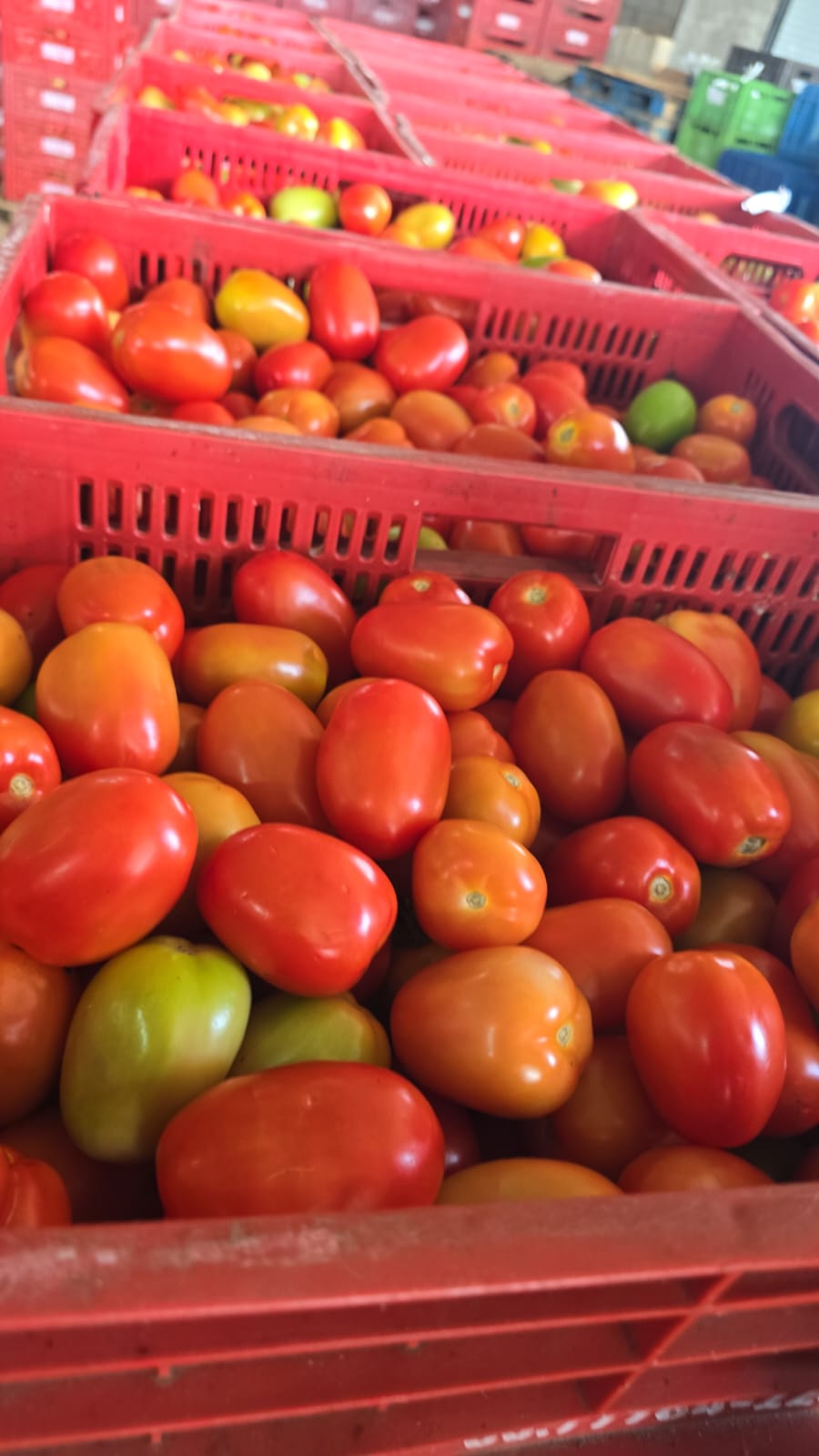 Caixas de tomate italiano